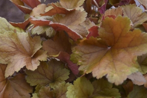 Heuchera 'Toffee Tart' 